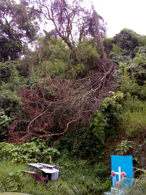 Reportan árbol caído en  Coatepec, piden se retire