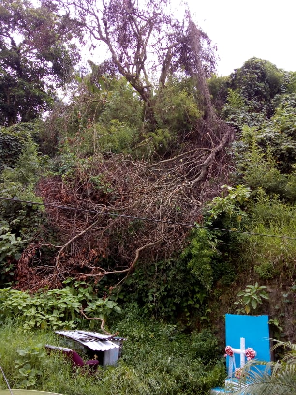 Reportan árbol caído en Coatepec, piden se retire