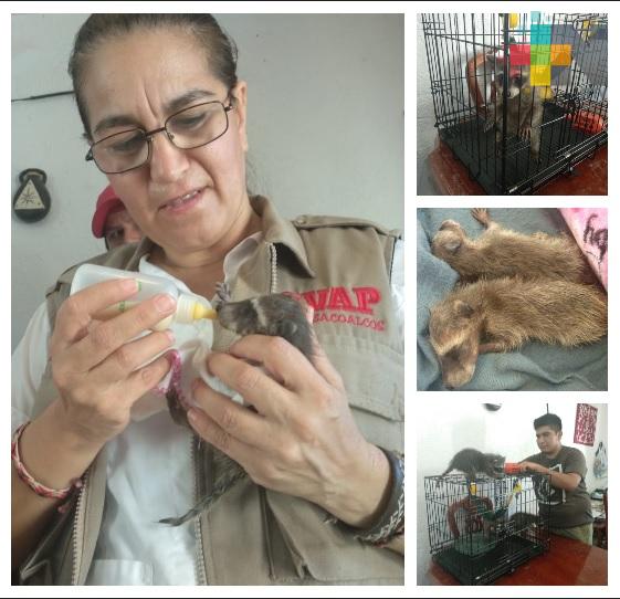 Familia protectora de fauna silvestre resguarda mapaches en Coatzacoalcos