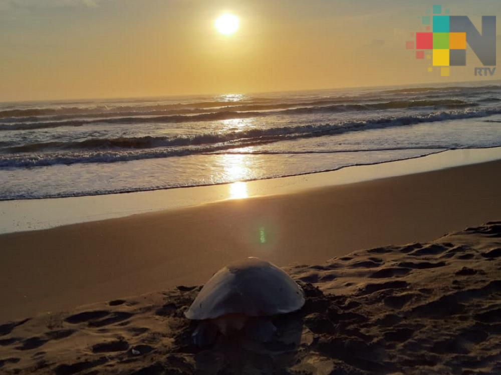 Hombre, el mayor depredador de tortugas marinas: Fundación Tortugas Yépez