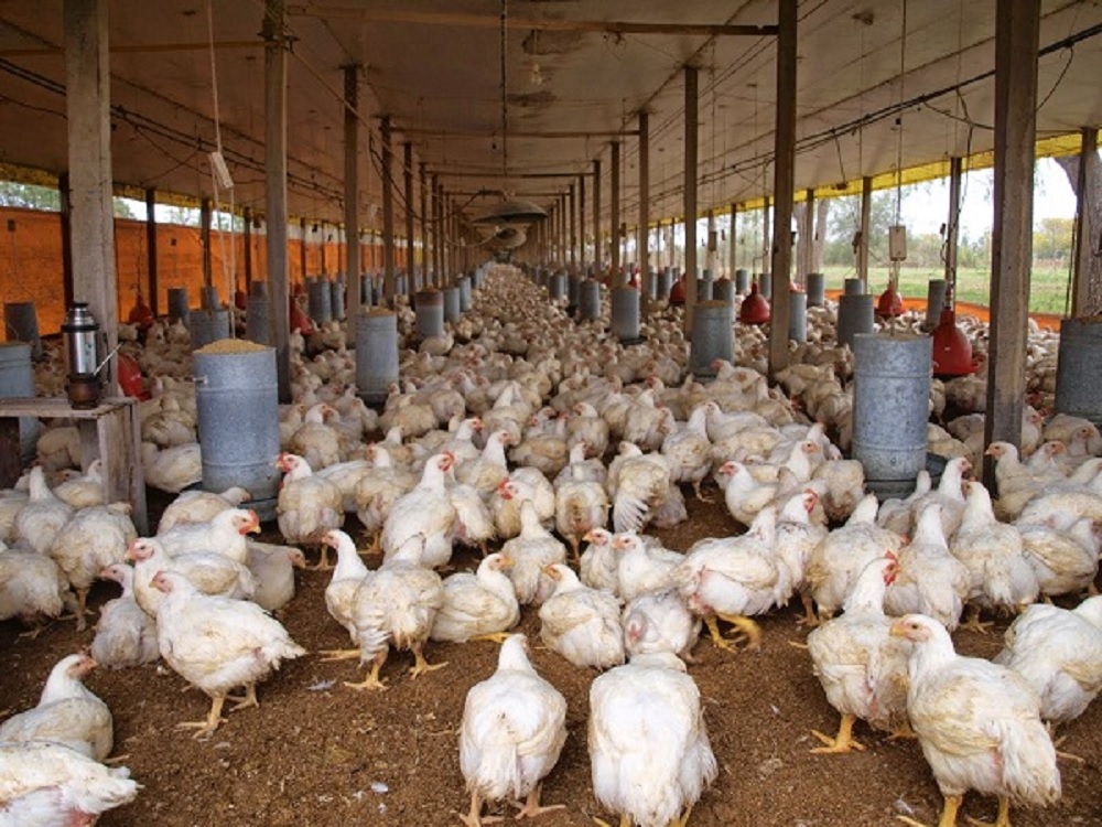 Veracruz, productor de pollo más importante para México