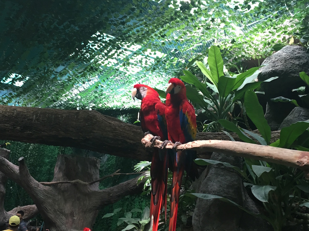 Guacamayas en el Acuario de Veracruz