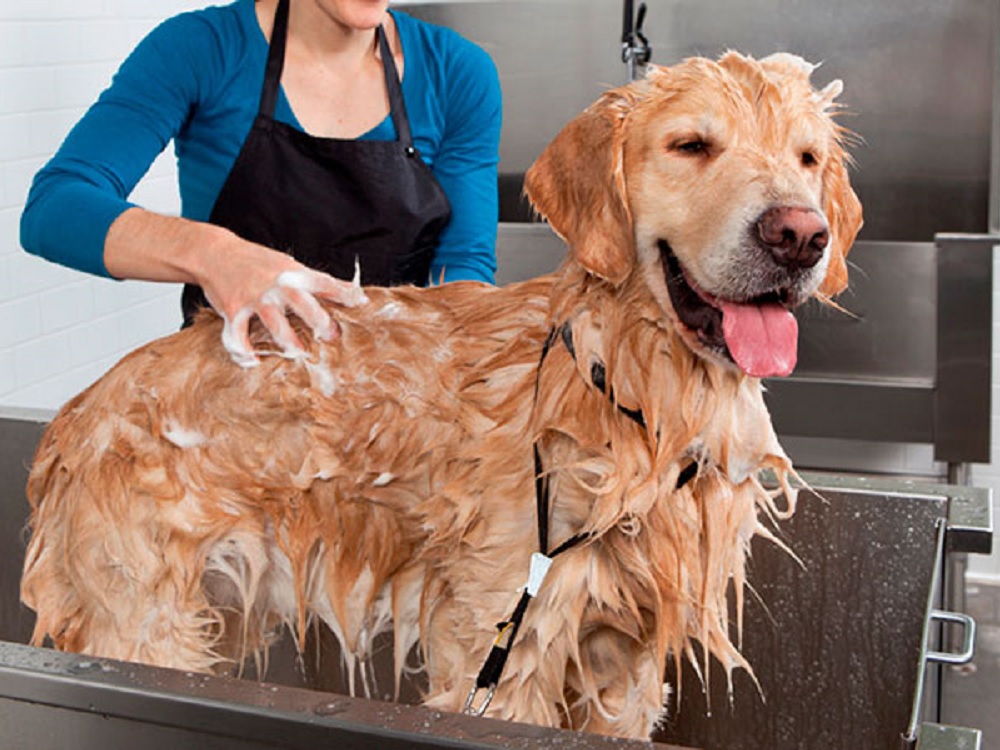 Negocios de estética canina y felina ha crecido en los últimos años