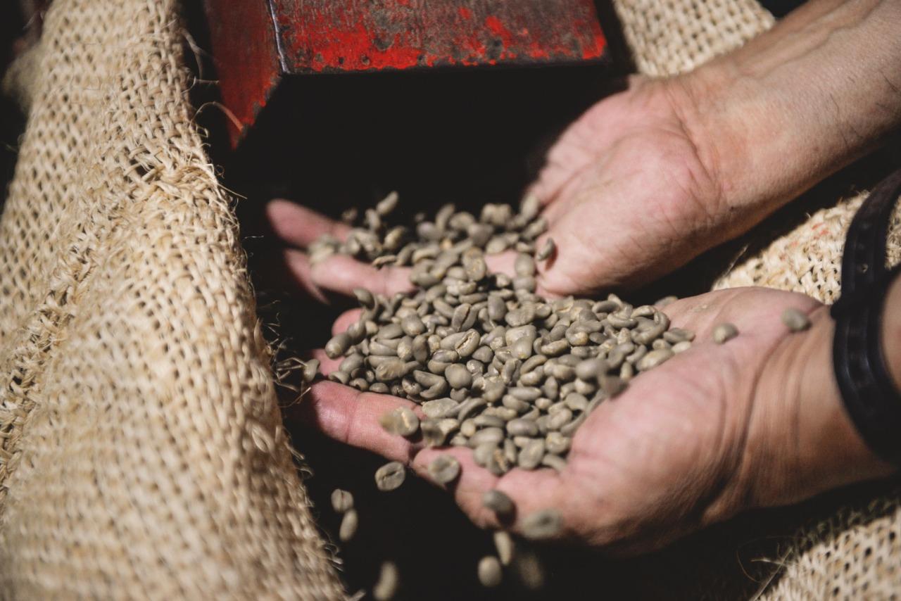 La mejor productora de café es veracruzana, nuestro estado rumbo a la Cumbre del Café