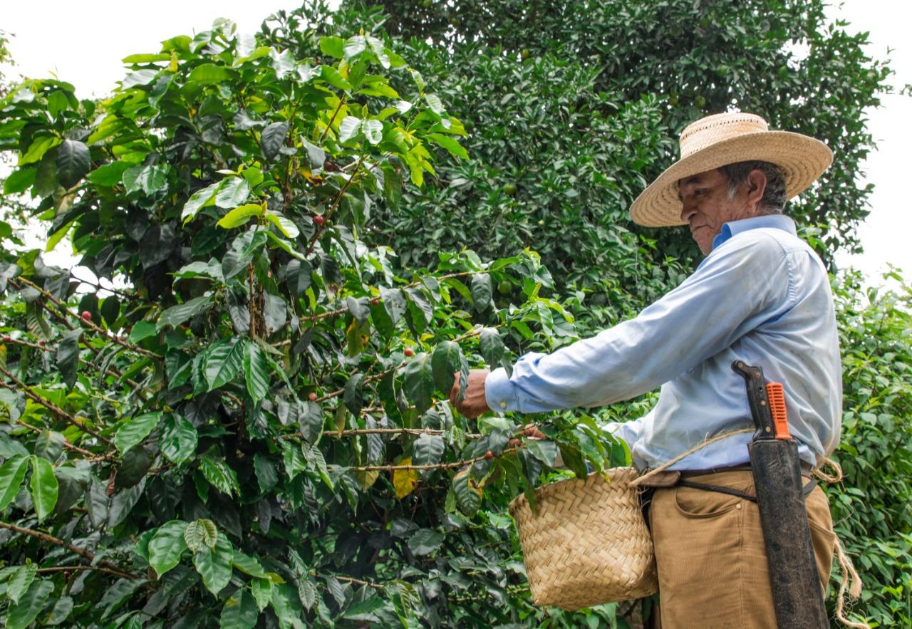 Producción del café disminuirá hasta un 70% por efectos del cambio climático: Investigador