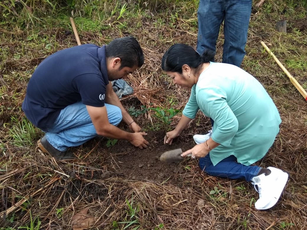 Urgente que ciudadanía tome conciencia en materia de reforestación: Rocío Pérez