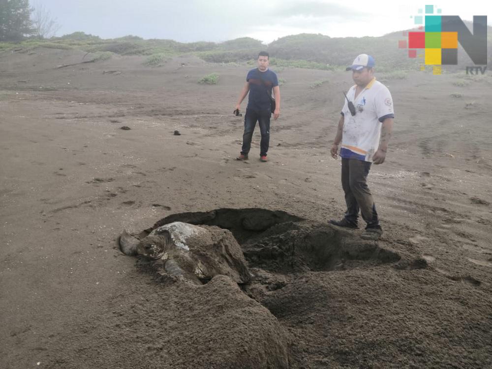 Saquean nidos de tortuga marinas en playas del norte de Veracruz