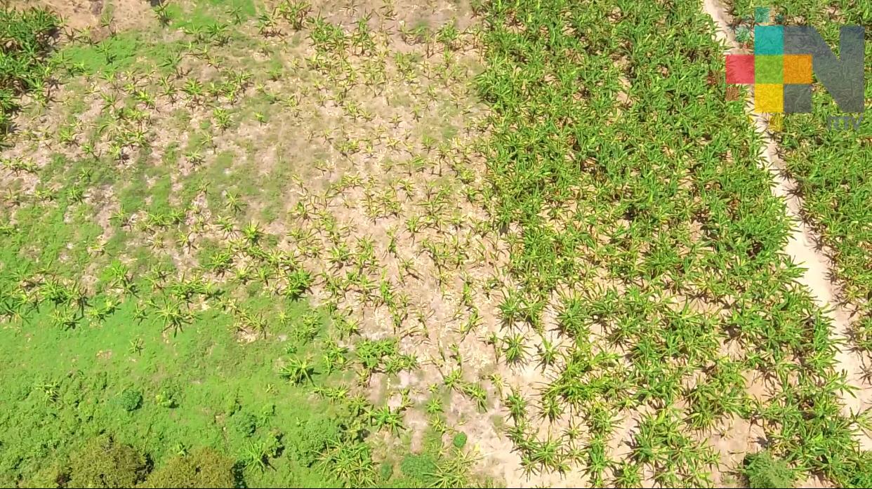 Sequía y plagas afectan a productores de plátano en la cuenca