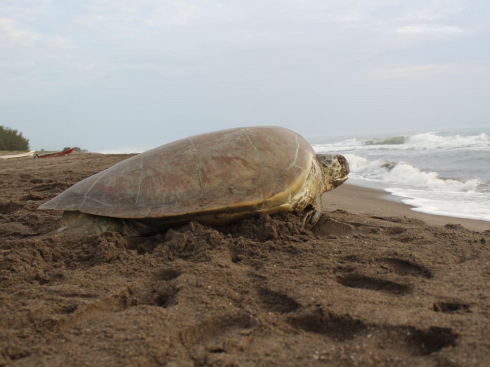 Resguardaron Sedema y SSP 32 mil huevos de tortugas marinas