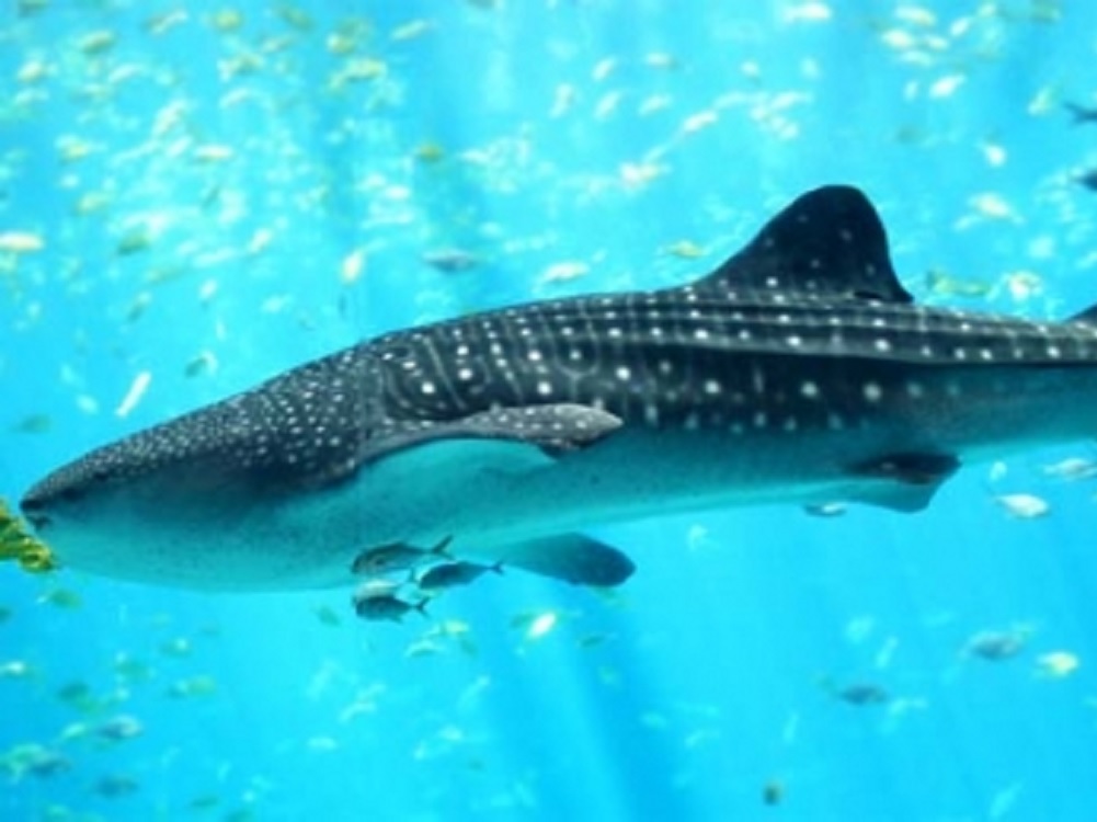 Se suma México al Día Internacional del Tiburón Ballena