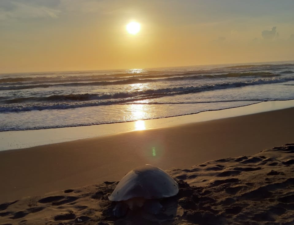 Tortuga en playas de Nautla