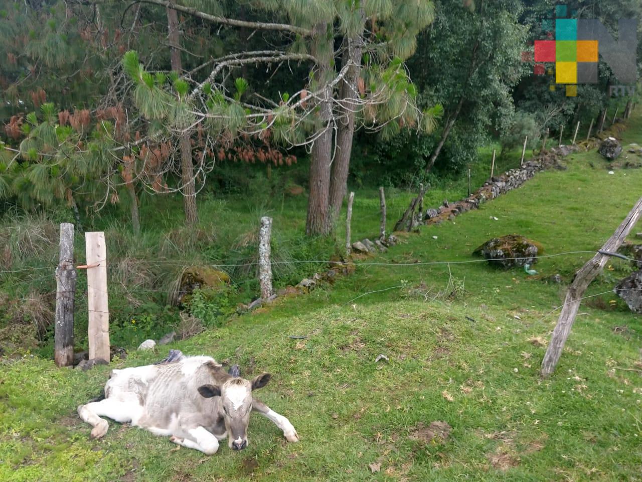 Piden se investigue muerte de ganado en Toxtlacuaya