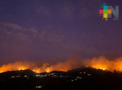 Recuperación de selva amazónica devastada por el fuego tardaría 30 años