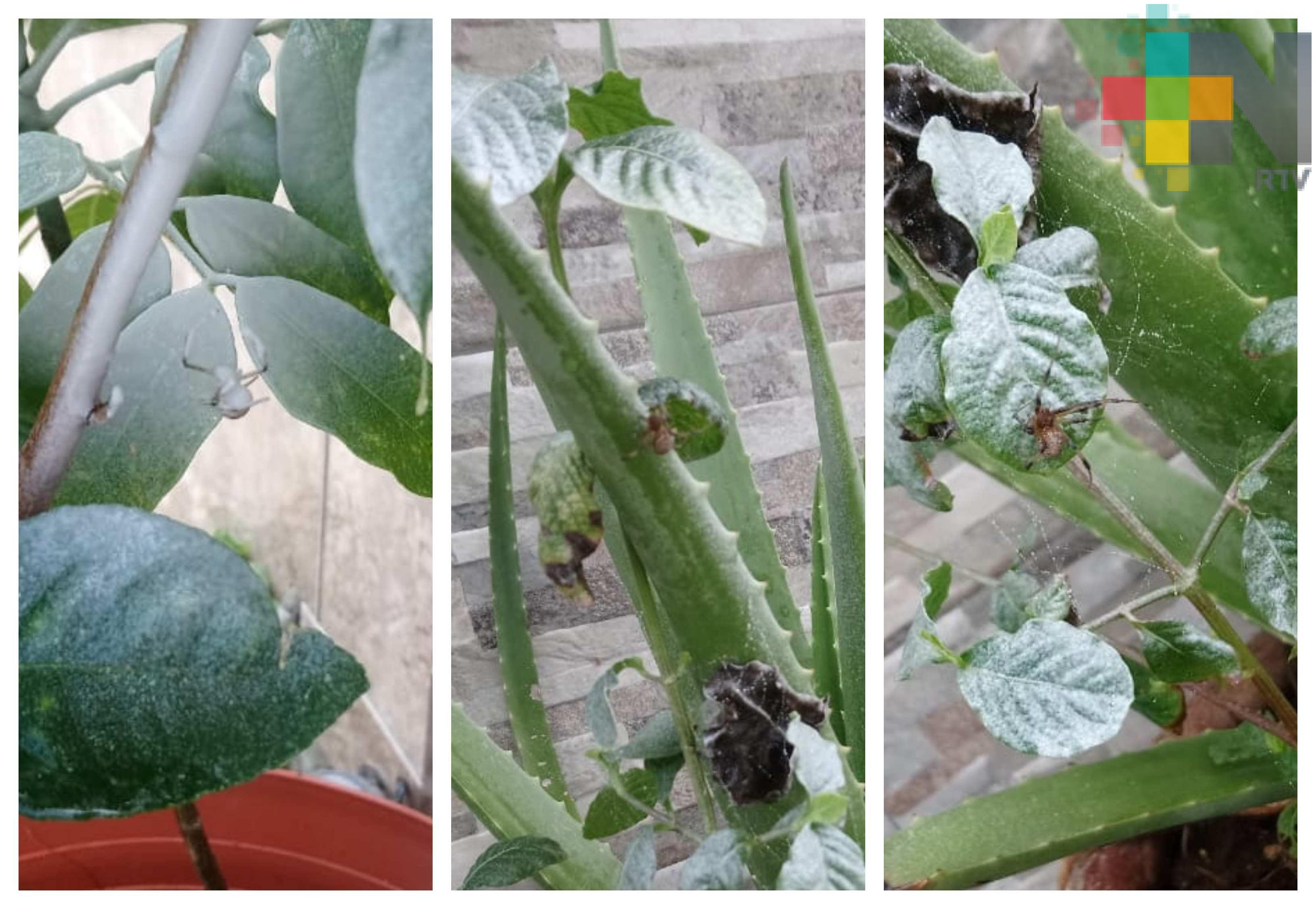 Proliferan supuestas arañas violinistas y negras en fraccionamientos de Veracruz