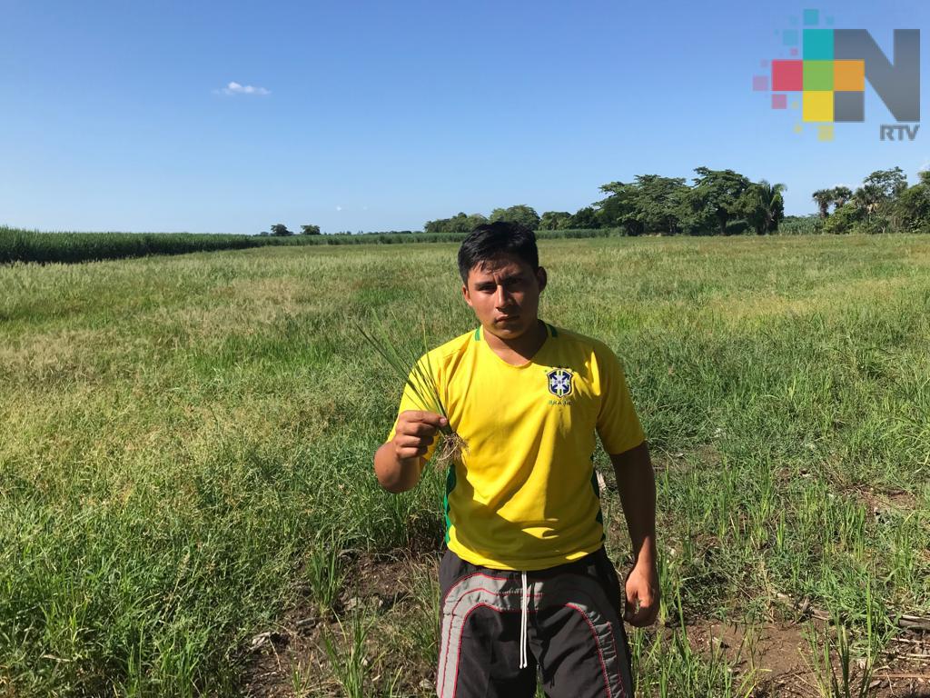 Falta de agua afecta los campos arroceros de la Cuenca del Papaloapan