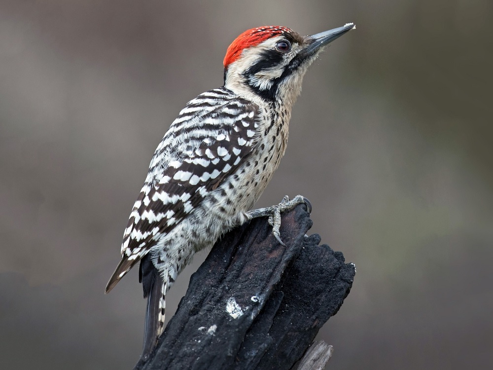 Descubren otras 19 especies de aves en Área Natural Protegida de CDMX