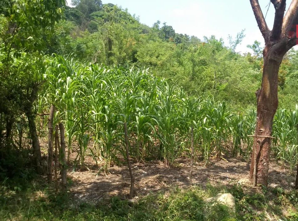 Presenta agricultura buen momento para invertir: Villalobos Arámbula