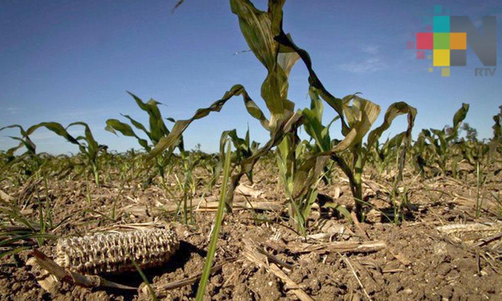 Sequía afectó en un 50% producción de soya y granos en Veracruz