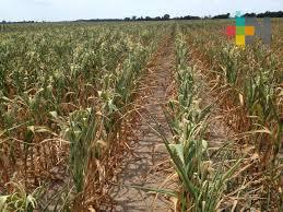 Estiaje y cambio climático han perjudicado la agricultura y ganadería veracruzana