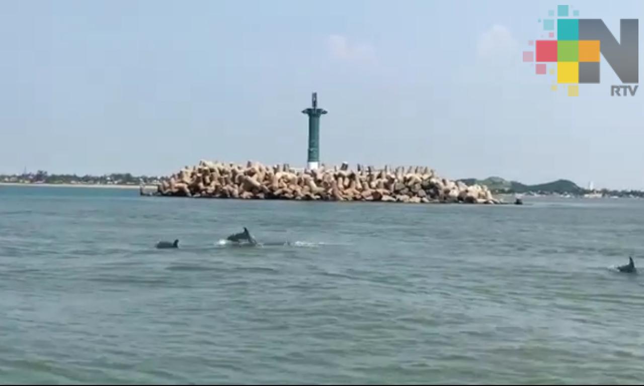 Un grupo de delfines fue visto en el puerto de Coatzacoalcos