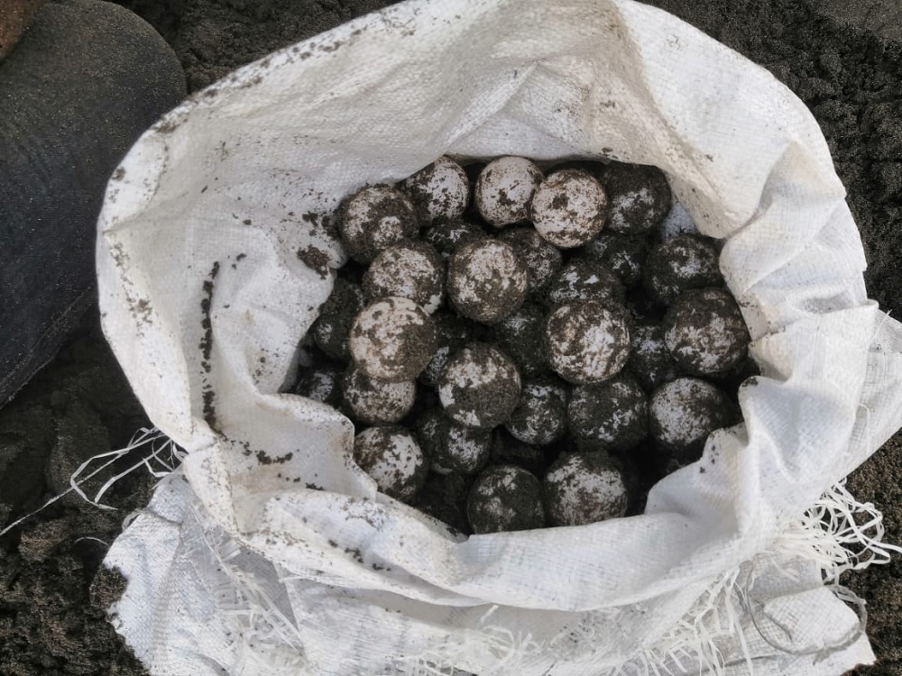 Roban más de dos mil huevos de tortuga en el sur de Veracruz