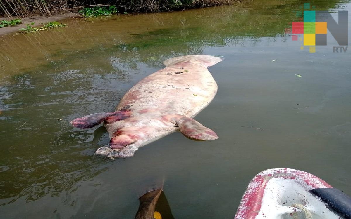 Encuentran manatí muerto en río de Coatzacoalcos