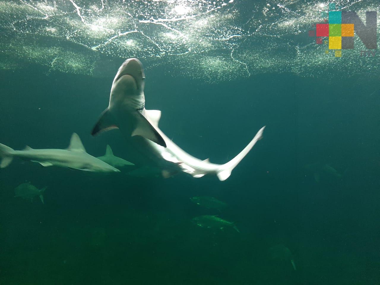 Migración de tiburones pasa  frente al estado de Veracruz