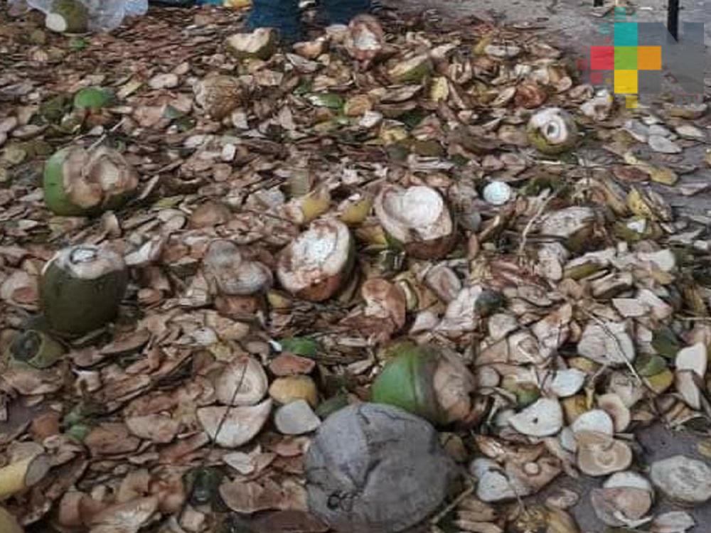 Altas temperaturas continúan afectando a productores de coco del sur de Veracruz