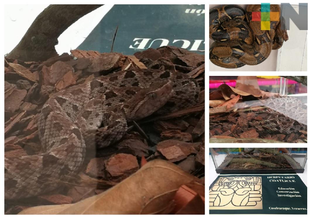 Cosoleacaque contará con el primer herpetario de serpientes en el sur de Veracruz