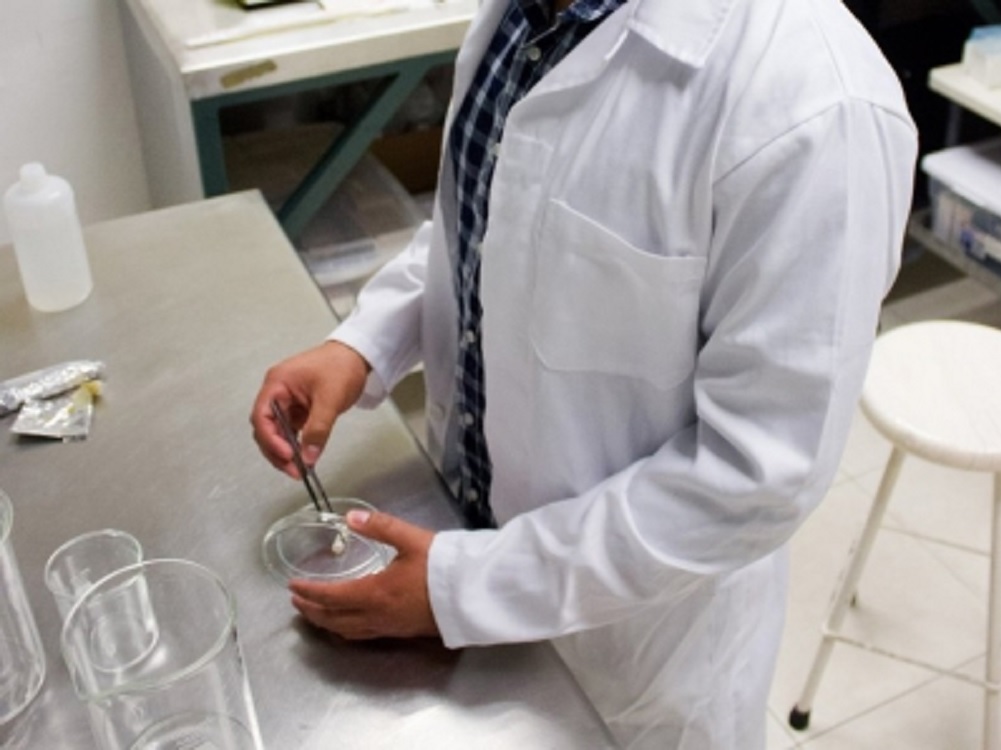 Descubrimiento chino podría generar fármacos antimicróbicos naturales