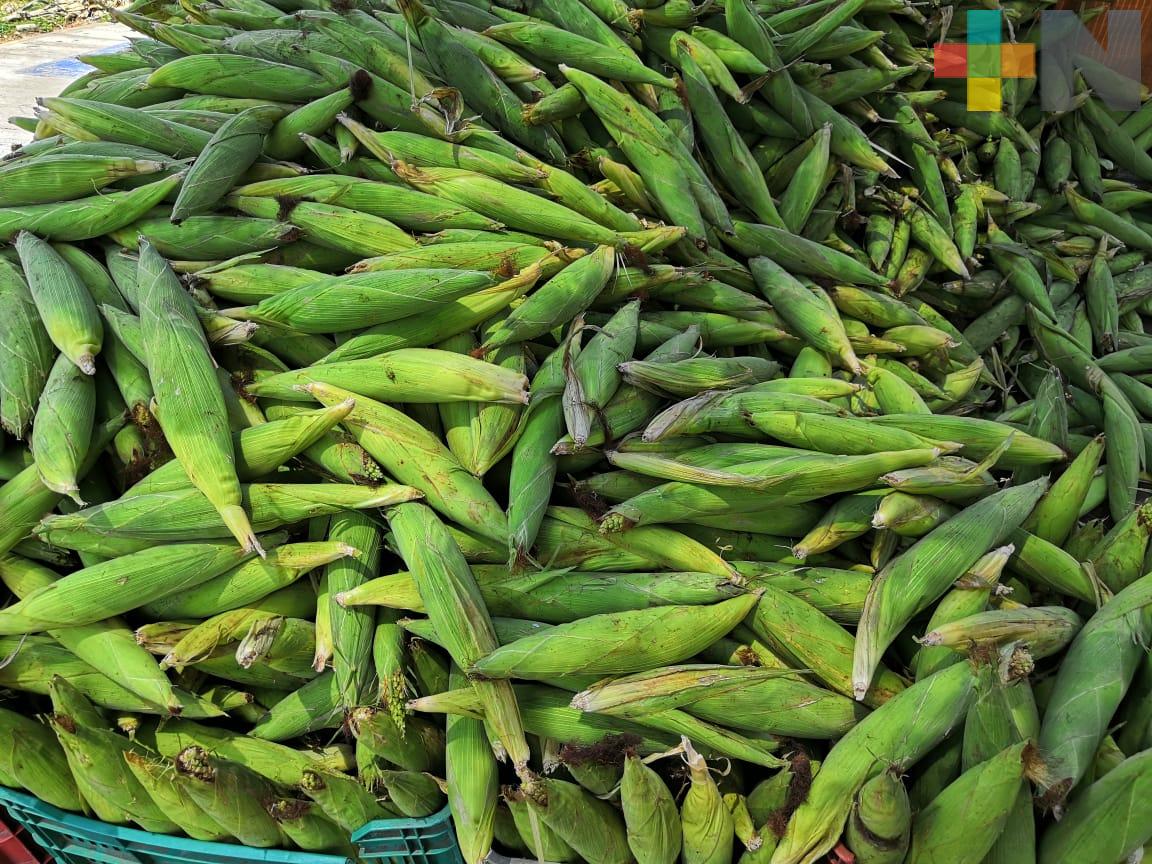 Reportan comerciantes baja producción y venta de elotes