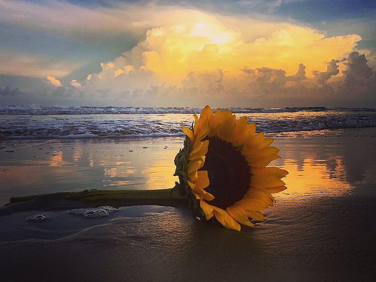 Girasol en Playa de Chachalacas