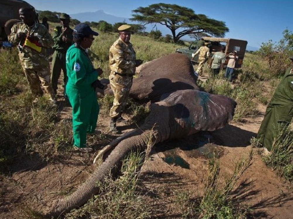 Investigan muerte de elefantes por envenenamiento en Sri Lanka