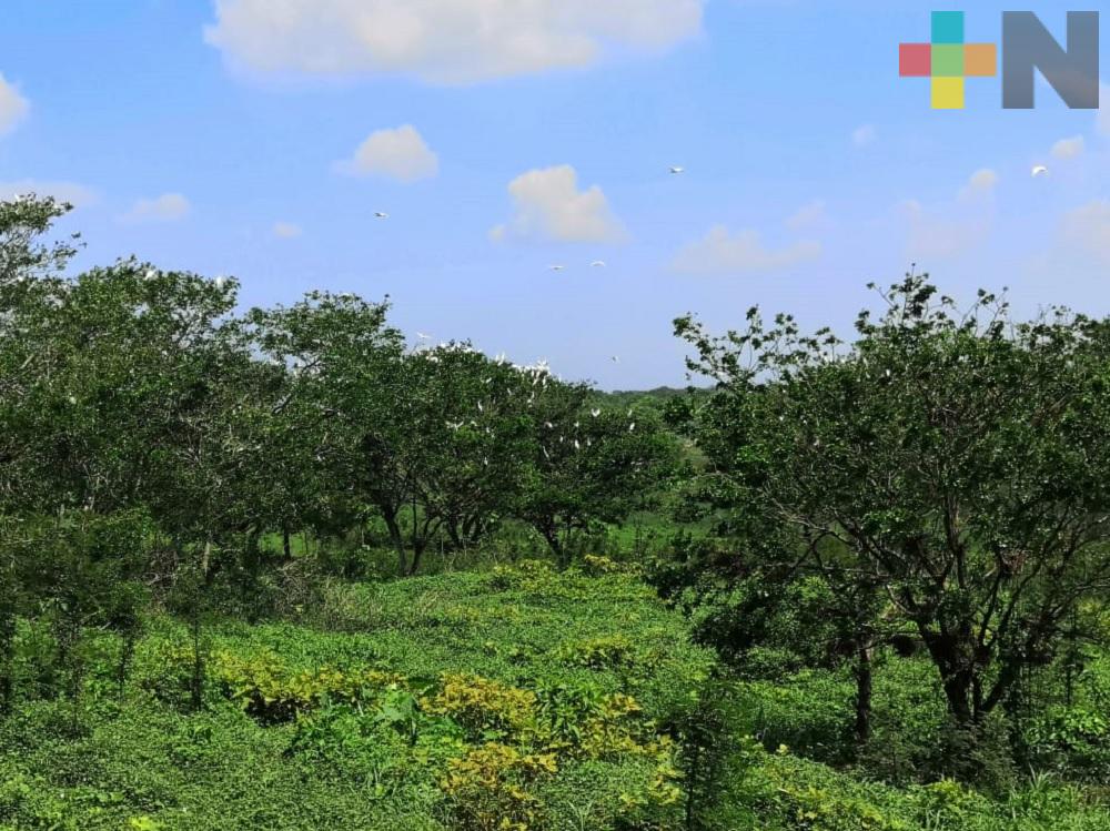 Jáltipan se ha convertido en santuario de las garzas