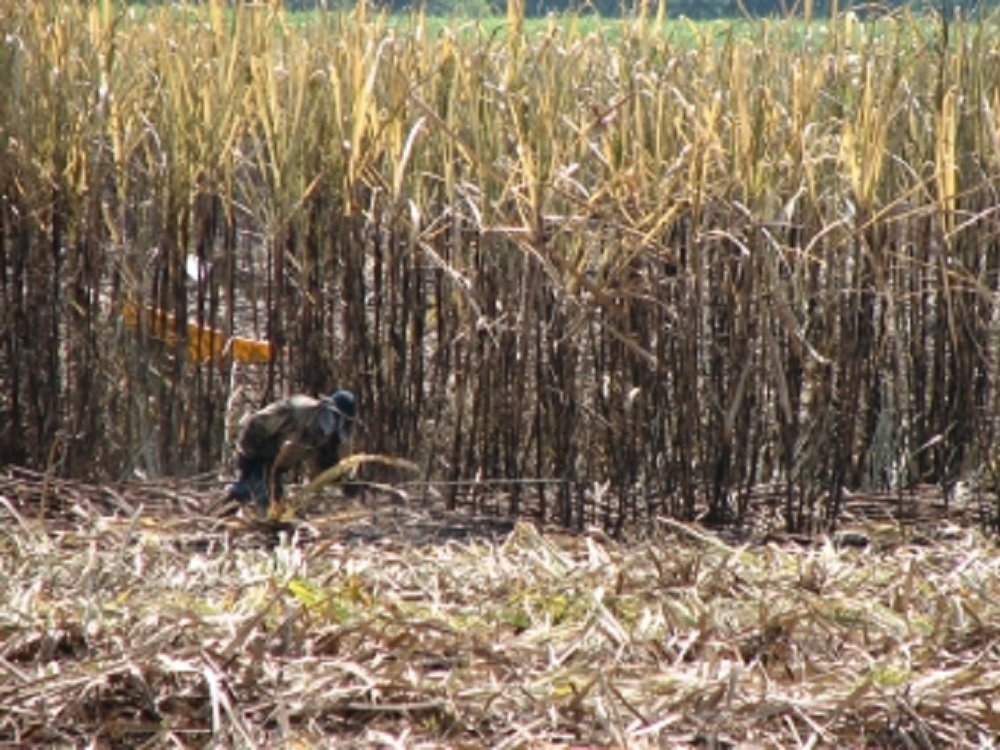 México fija cupo máximo para exportar azúcar a EUA