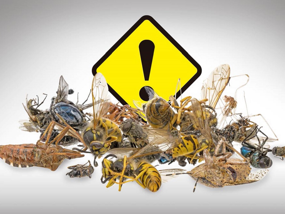 Posible colapso ambiental por disminución de poblaciones de insectos: Universitario