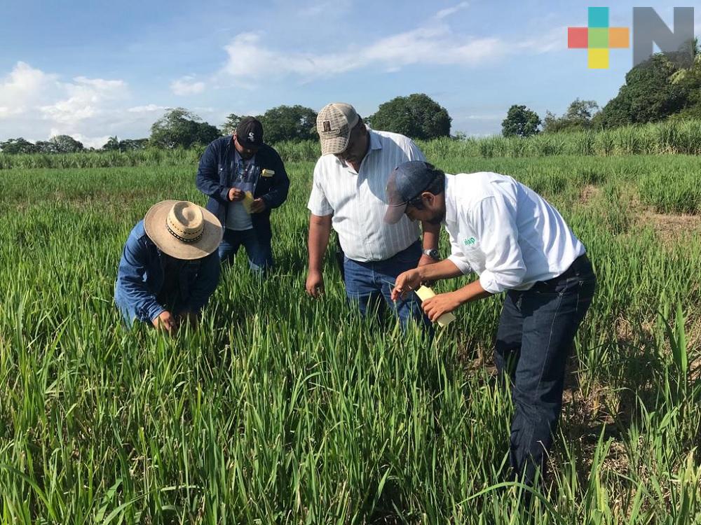 INIFAP atiende problema en cultivos de arroz de la Cuenca del Papaloapan