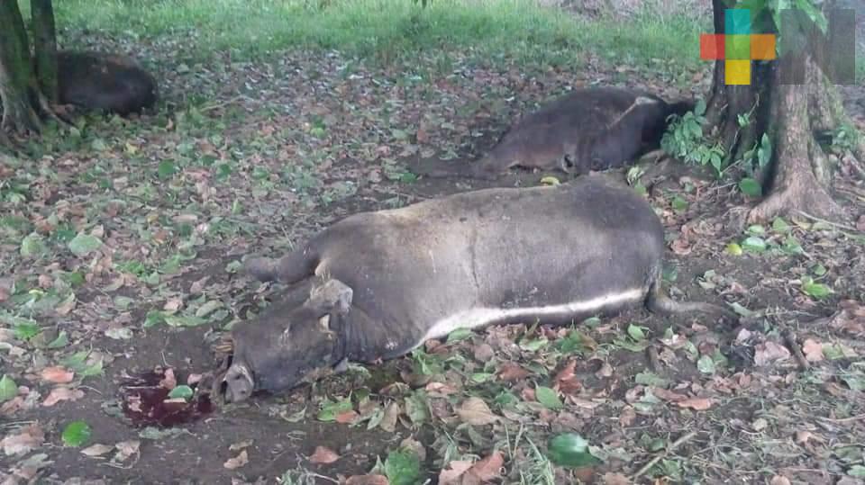 Por tormentas eléctricas, mueren 6 reses este fin de semana en Las Choapas