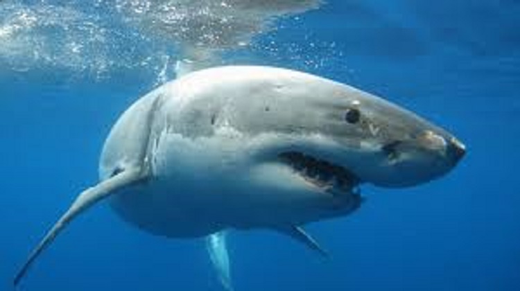Reportan misteriosa “desaparición” de tiburones blancos en Sudáfrica