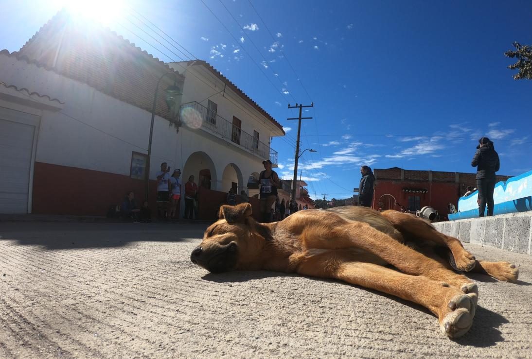 Histórico: México está libre de rabia humana transmitida por perros