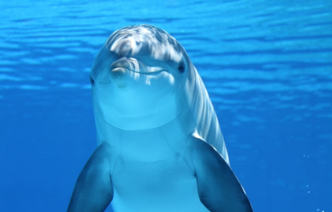 “Coctel tóxico” amenaza a la mayor colonia de delfines nariz de botella