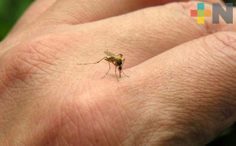 En Veracruz se mantiene campaña preventiva contra mosquito trasmisor del dengue