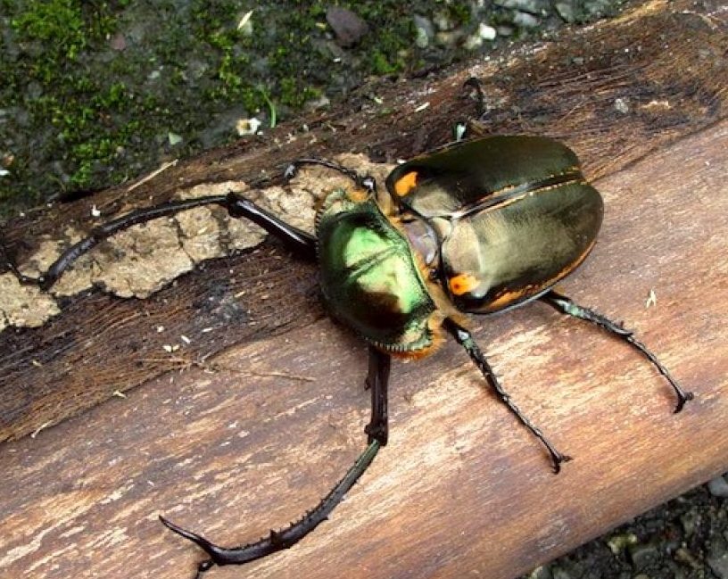 Encuentran raro escarabajo en provincia suroccidental china