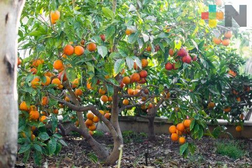 Mejorarán calidad de naranja en Tuxpan