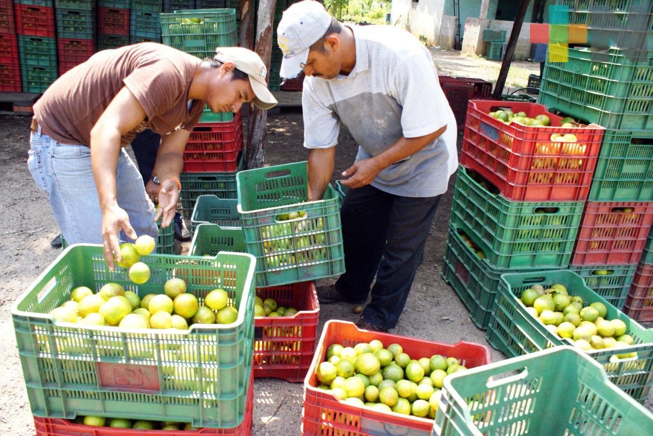 Sequía y bajos precios afectaron a productores de naranja