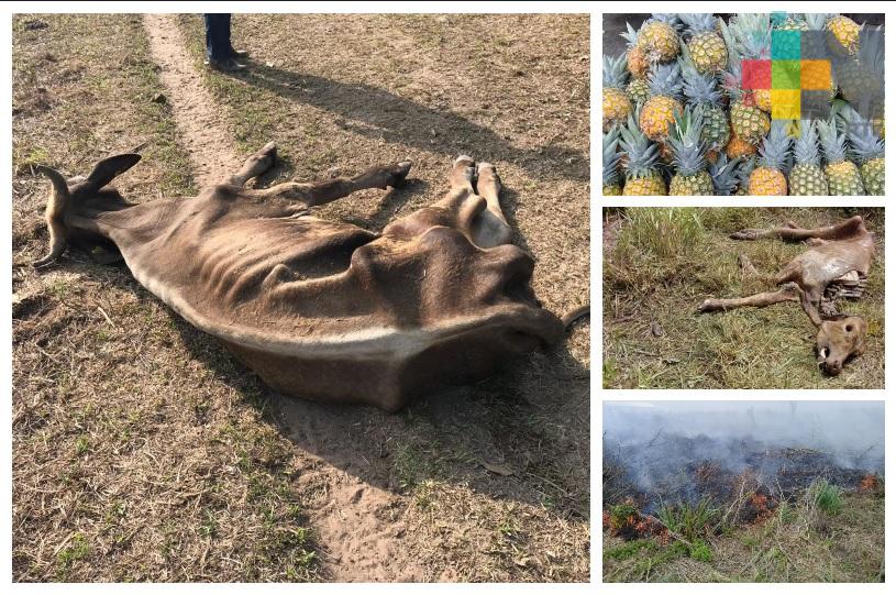 Sequía y estiaje afecta a productores agropecuarios de Medellín de Bravo
