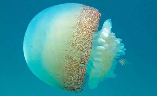 Confunden a rara medusa con una bolsa de plástico