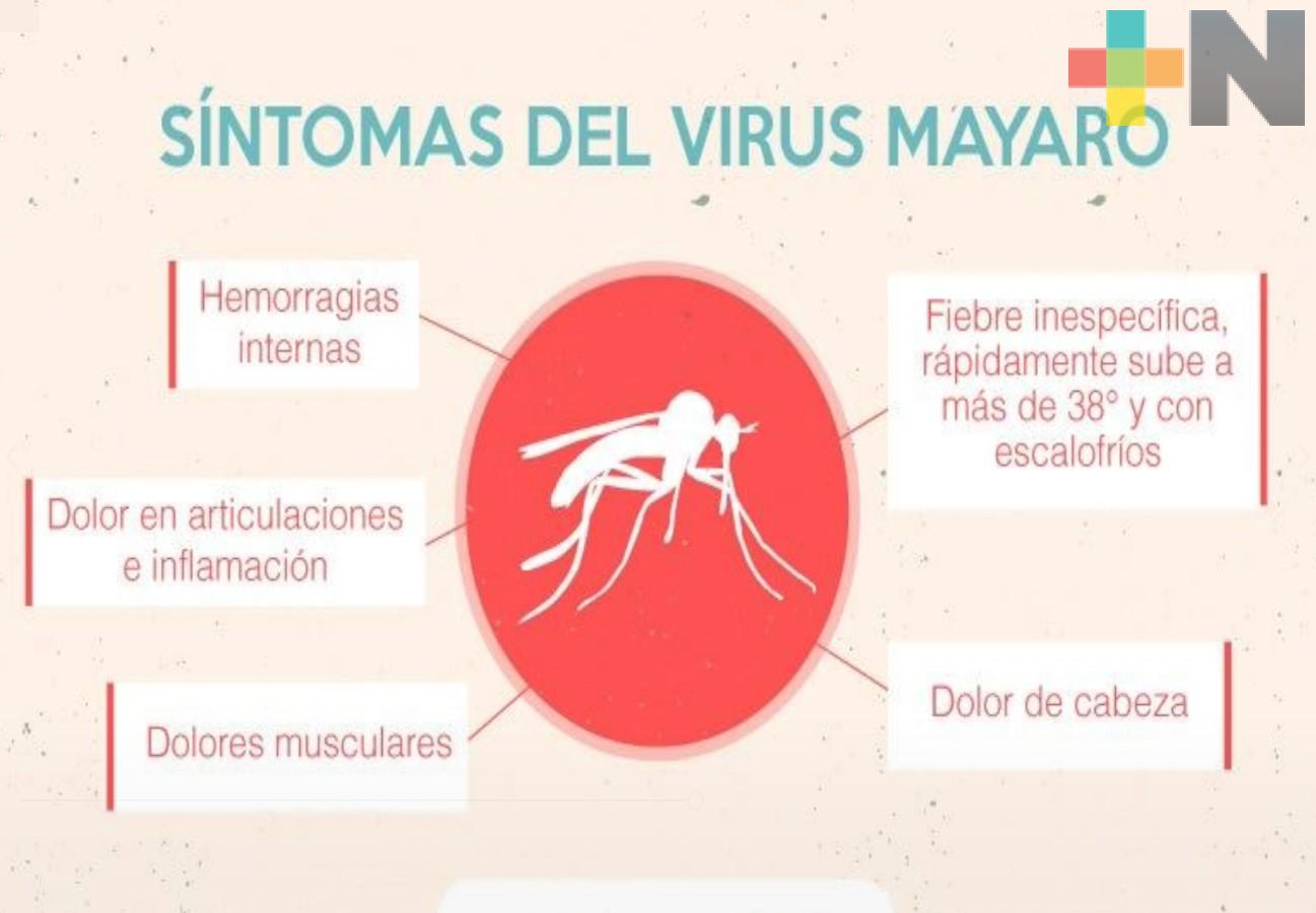 Especialistas piden distinguir síntomas de virus chikungunya y virus mayaro