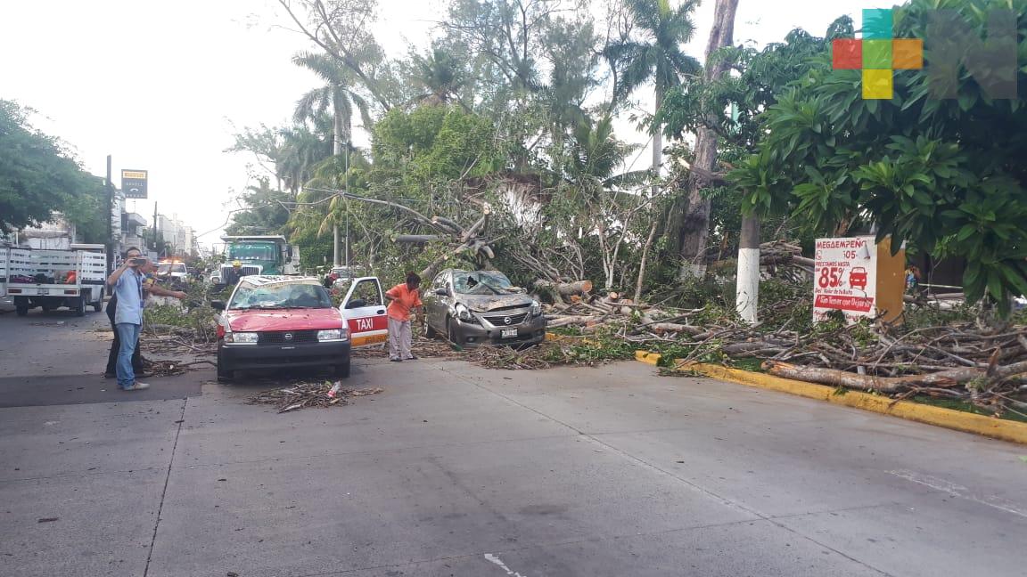 Cae árbol sobre autos en Avenida Díaz Mirón