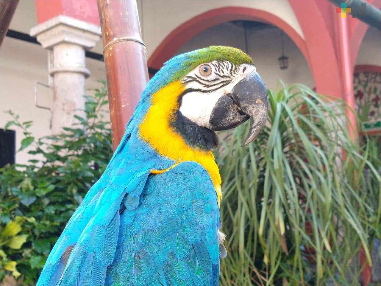 Xalapa recibió el Ave Fest 2019